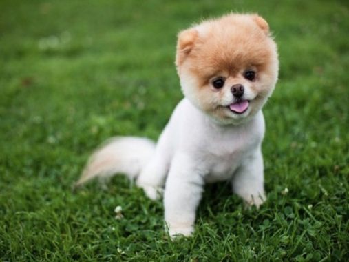 Mơ thấy con chó là điềm báo gì, đánh con số nào may mắn?