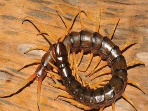 Mơ thấy con rết là điềm báo gì, đánh con số nào may mắn?