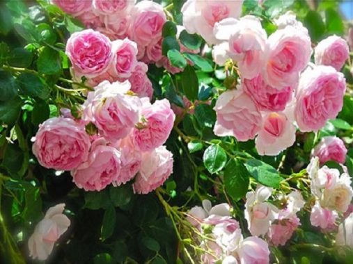 Mơ thấy hoa hồng là điềm báo gì, đánh con số nào may mắn?