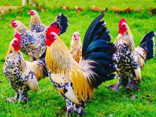 Chiêm bao thấy con gà và những con số liên quan