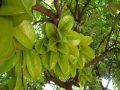 Mơ thấy cây khế là điềm báo gì, đánh con số nào may mắn?