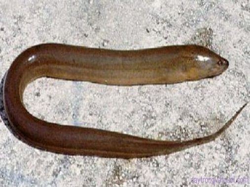 Mơ thấy con lươn là điềm báo gì, đánh con số nào may mắn