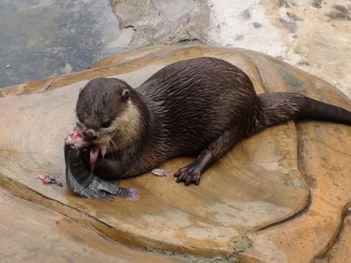 Lý giải điềm báo mơ thấy con rái cá mang đến ý nghĩa gì?