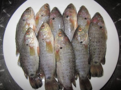 Nằm mơ thấy cá rô đánh xổ số con gì cho dễ trúng