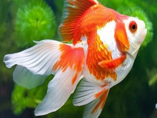 Dự đoán kết quả xố số miền bắc khi mơ thấy cá