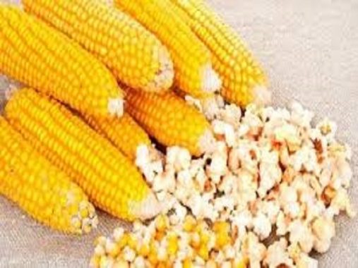 Nằm mơ thấy bắp ngô phù hợp với con số nào trong XSMN