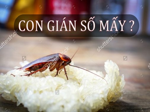 Mơ thấy con gián phù hợp cặp số đẹp trong xsmb