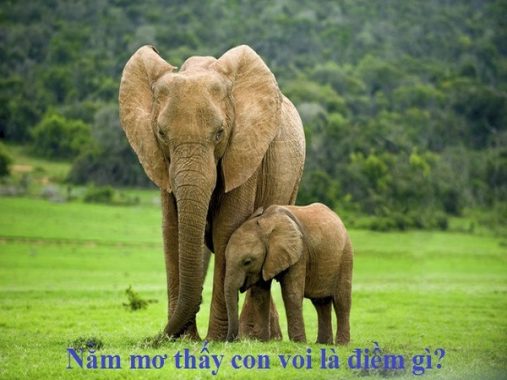 Nằm mơ thấy con voi có ý nghĩa như thế nào