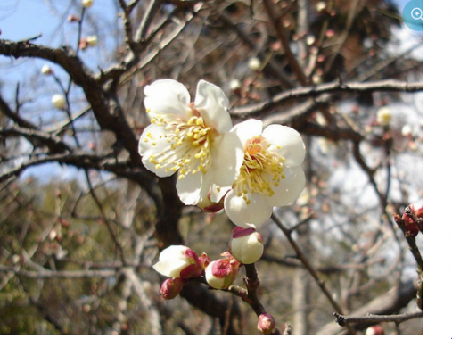 Phân tích dự đoán kqxs khi mơ thấy hoa mai