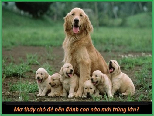 Mơ thấy chó là điềm báo gì, ý nghĩa giấc mơ thấy chó