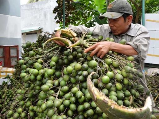 Nằm mơ thấy quả cau – Chiêm bao thấy quả cau đánh con gì dễ trúng