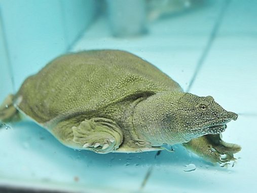 Mơ thấy ba ba – Giải mã điềm báo giấc mơ thấy ba ba