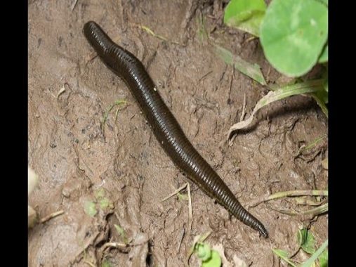 Mơ thấy đỉa đánh con gì? Mơ thấy đỉa có ý nghĩa gì?