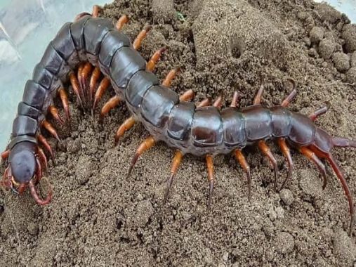 Mơ thấy rết đánh con gì? Ý nghĩa giấc mơ thấy rết