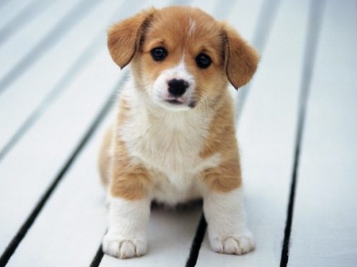 Nằm mơ thấy con chó con có điềm báo gì đặc biệt?