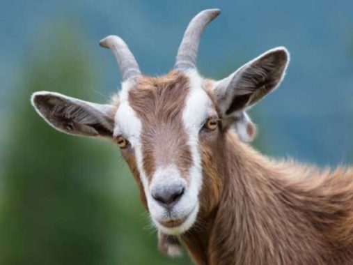 Nằm mộng thấy con dê chơi xổ số con gì dễ trúng