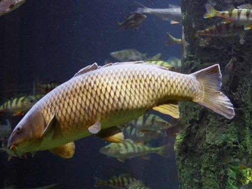 Nằm mơ thấy cá trắm thường mang đến điềm báo gì