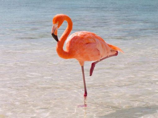 Mơ thấy con hạc đánh con gì có khả năng trúng cao nhất?