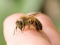 Mơ thấy ong có bí ẩn gì – Luận giải tốt xấu giấc mơ thấy ong?