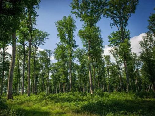 Mơ thấy rừng rậm là điềm báo tốt hay xấu? Nên đánh số nào?