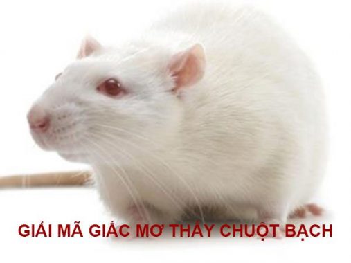 Nằm mơ thấy chuột bạch nên đánh con gì chắc ăn nhất
