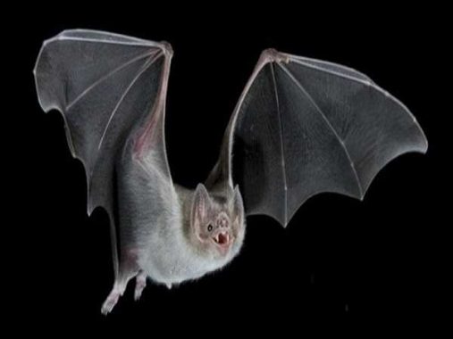 Chiêm bao mơ thấy con dơi là điềm báo gì ? Đánh con gì ?