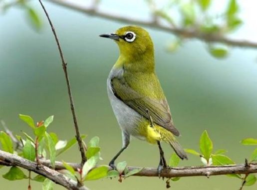 Nằm mơ thấy chim vành khuyên đánh con gì, số mấy?