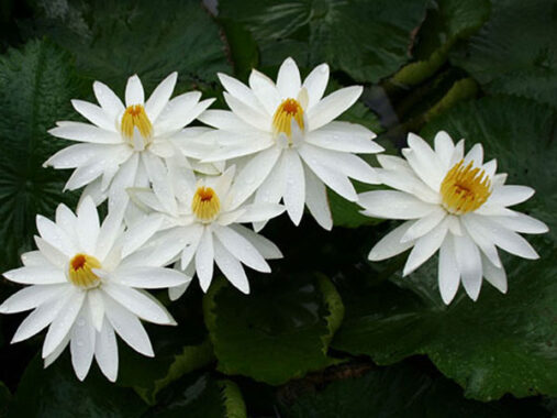 Giải mã giấc mơ thấy hoa màu trắng đánh con gì chính xác?