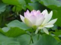Giải mã giấc mơ thấy hoa sen nên đánh số nào chính xác?