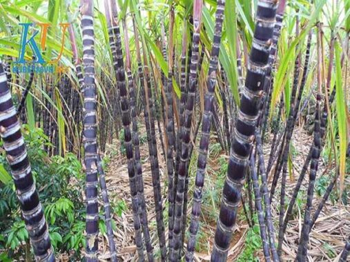 Giải mã giấc mơ thấy cây mía