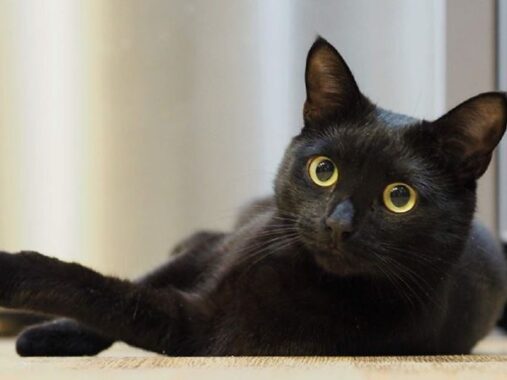 Mơ thấy mèo đen có phải điềm xui – Luận giải giấc mơ thấy mèo đen