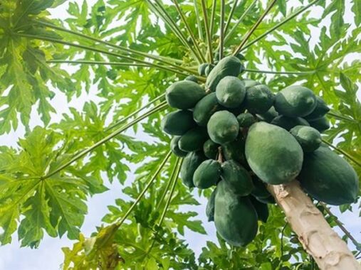 Giải mã giấc mơ thấy cây đu đủ là điềm báo gì