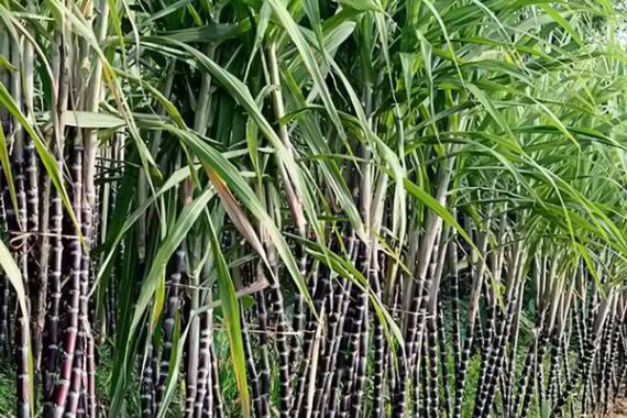 Nằm mơ thấy cây mía đánh con gì đánh số mấy