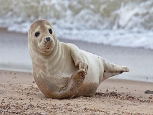 Nằm mơ thấy hải cẩu đánh con gì? số mấy chuẩn?