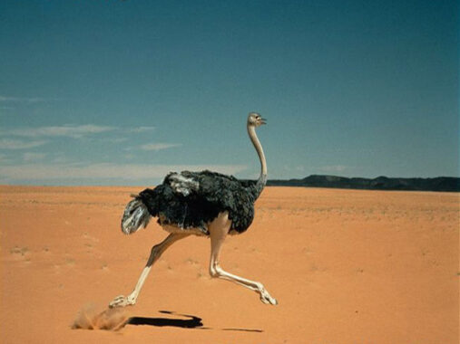 Nằm mơ thấy đà điểu – Giải mã chiêm bao thấy đà điểu là gì