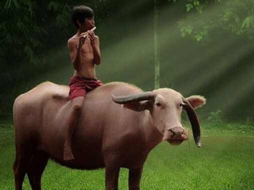 Mơ thấy trâu là điềm đen hay đỏ – Ghi ngay cặp số may mắn nào?