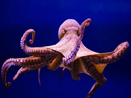 Mơ thấy bạch tuộc điềm báo lành hay dữ? Đánh con gì chính xác?