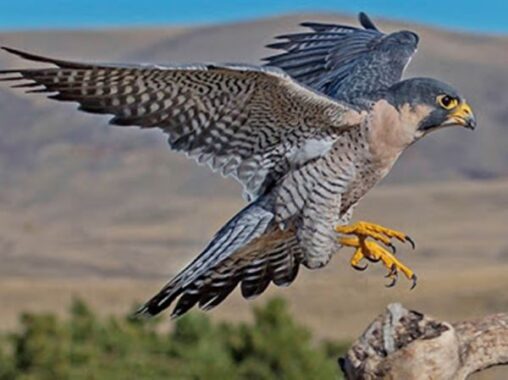 Mơ thấy chim ưng đánh ngay con lô nào? Có phải ác mộng?