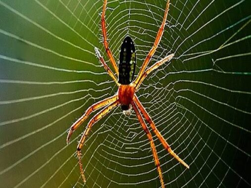 Nằm mơ thấy nhện đánh xổ số con gì may mắn