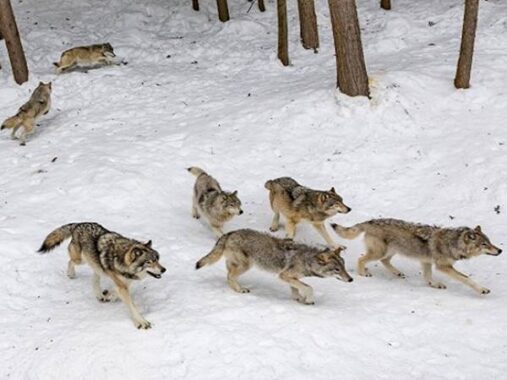 Mơ thấy sói đánh con gì phát tài? Là điềm báo hên hay xui?