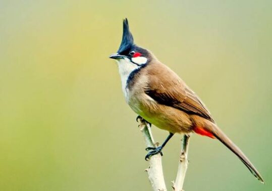 Nằm mơ thấy chim chào mào đánh số mấy đánh con gì