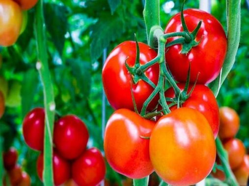 Nằm mơ thấy quả cà chua là điềm gì? đánh con gì?