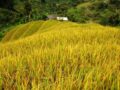 Nằm mơ thấy lúa đánh con gì ăn chắc, có điềm báo gì