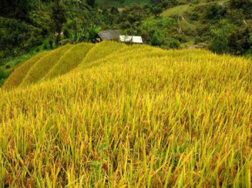 Nằm mơ thấy lúa đánh con gì ăn chắc, có điềm báo gì