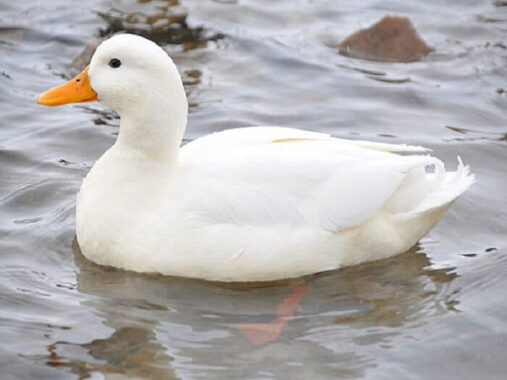 Tổng hợp ý nghĩa giấc mơ thấy vịt đánh con gì dễ trúng?