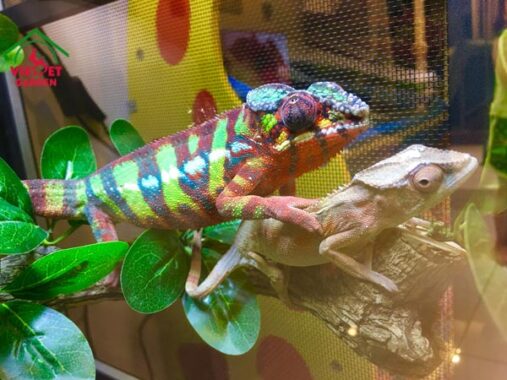 Nằm mơ thấy tắc kè có điềm báo gì, đánh con gì ăn chắc