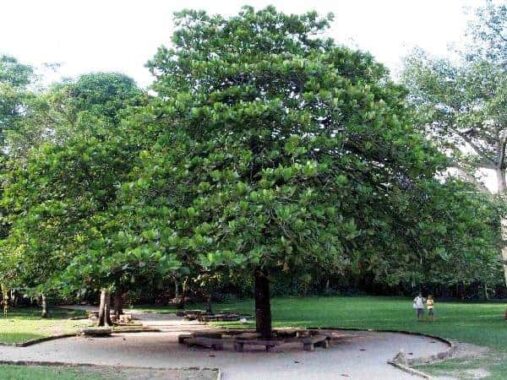 Nằm mơ thấy cây bàng đánh con gì ăn chắc, có điềm báo gì