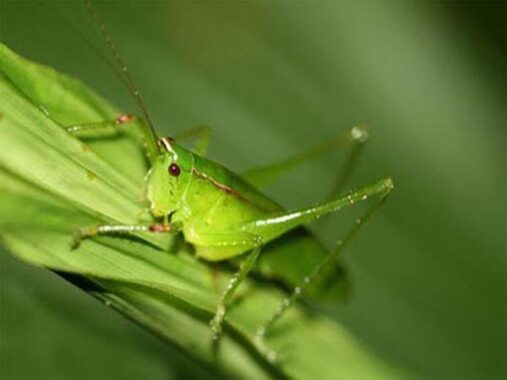 Nằm mơ thấy cào cào có ý nghĩa gì, đánh con gì ăn chắc