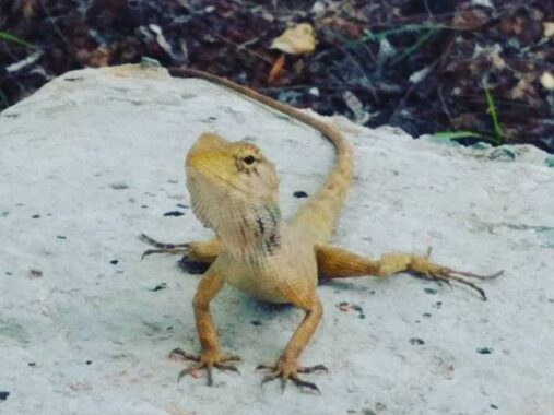 Nằm mơ thấy thằn lằn đánh con gì, đánh số mấy