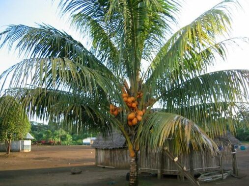 Phân tích ý nghĩa giấc mơ thấy cây dừa đánh con gì?